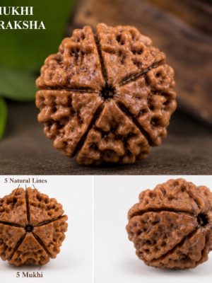 Five Mukhi Rudraksha