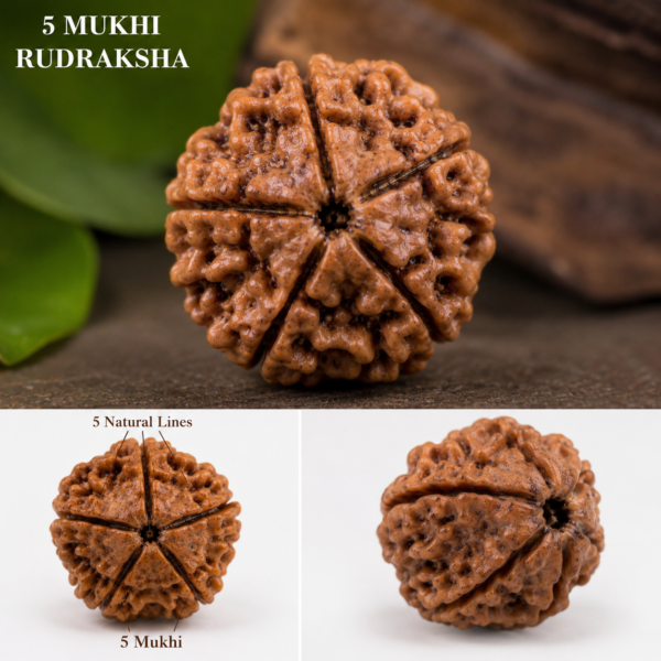 Five Mukhi Rudraksha